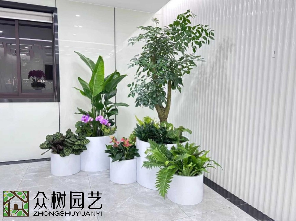 蘇州綠植租賃大揭秘！超詳細報價單，讓你的辦公室綠意盎然又省錢！