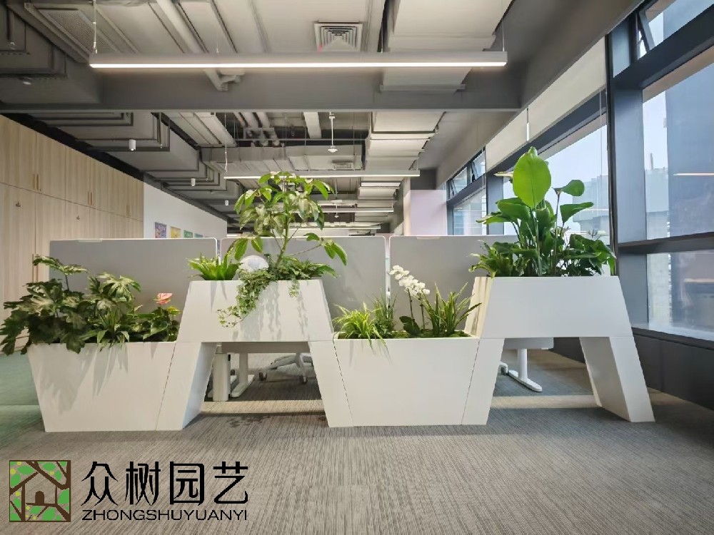 蘇州綠植租賃服務，打造綠色、健康辦公空間