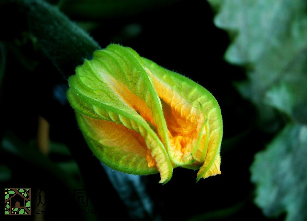 蘇州圖書館綠植租擺廠商：打造優質閱讀環境的綠色革命